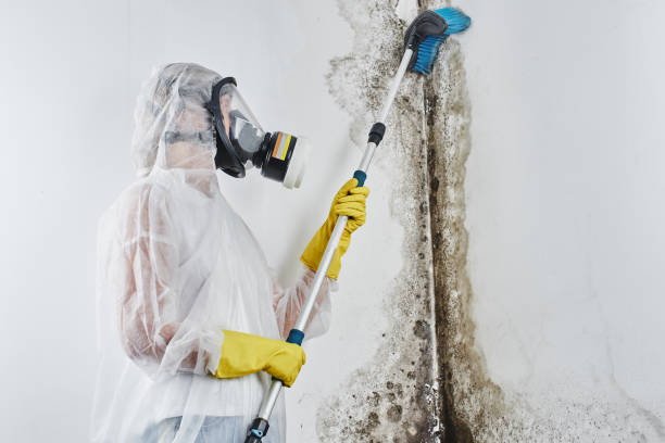 Best Mold Damage Restoration  in Landisville, PA